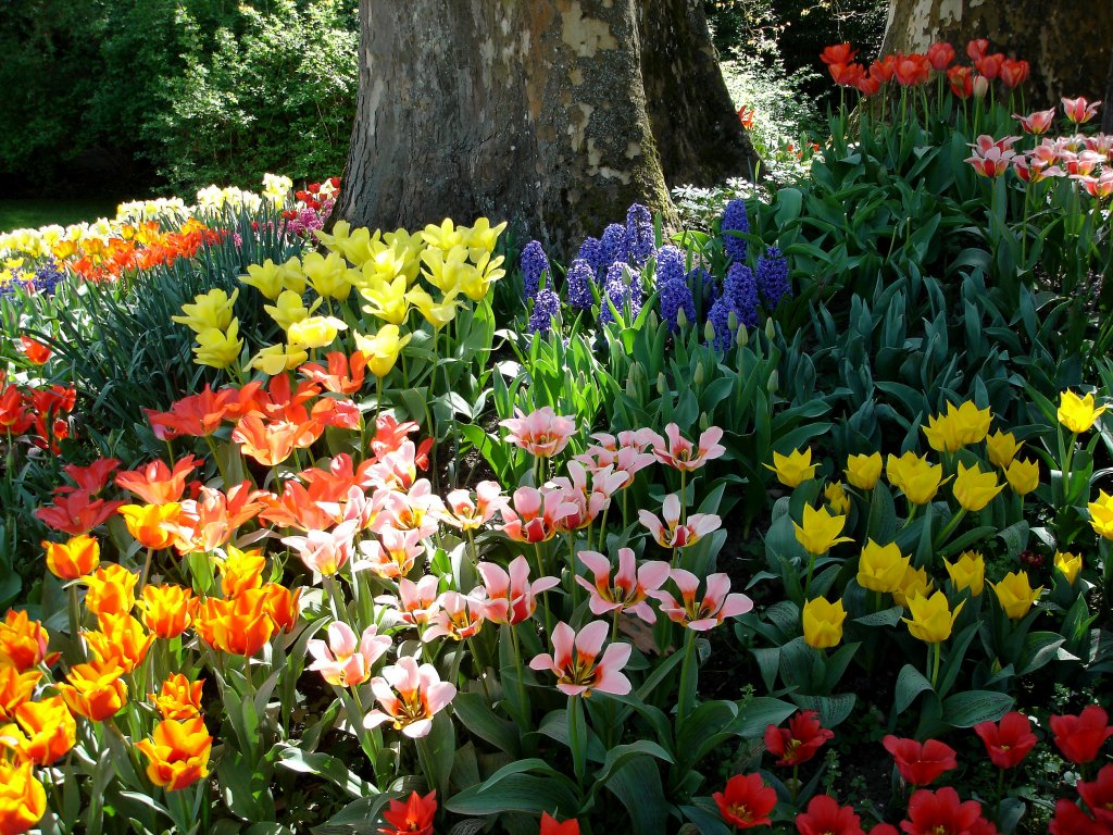 Insel Mainau im Bodensee, Blumenpracht im Frhling, April 2007