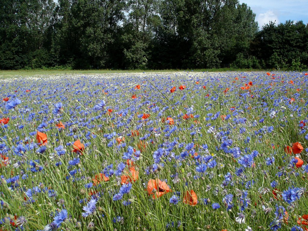 Insel Rgen, Sommerwiese mit vielen Kornblumen, Juli 2006