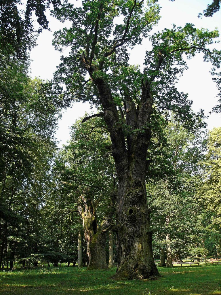 Ivenack im Landkreis Demmin, in diesem Park stehen die ltesten Eichen Deutschlands, Juli 2006