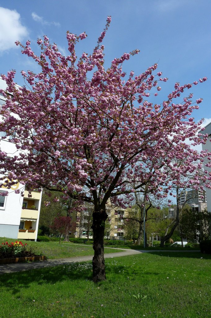 Japanische Bltenkirsche in voller Pracht, steht bei uns in Parks und Grten und ist ein reiner Zierbaum, April 2012