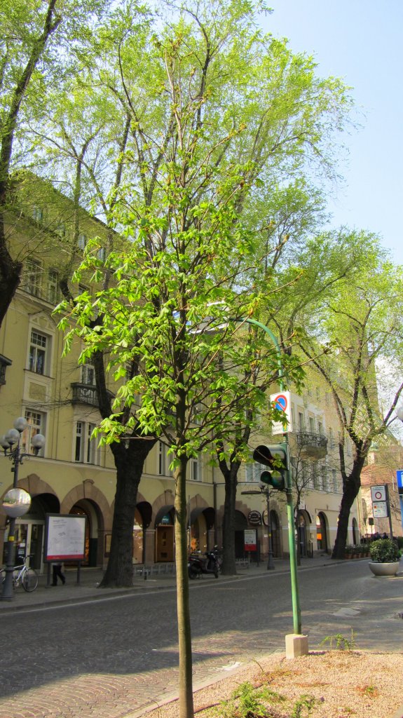 Junger Kastanienbaum mit frischen, saftigen Blttern am 24.3.2012 in Bozen.