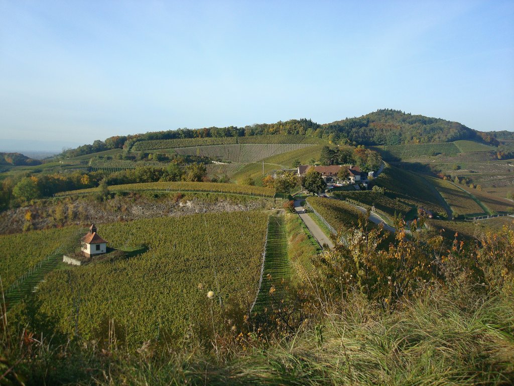 Kaiserstuhl, Blick auf das Weinversuchsgut  Blankenhornsberg , Okt.2010