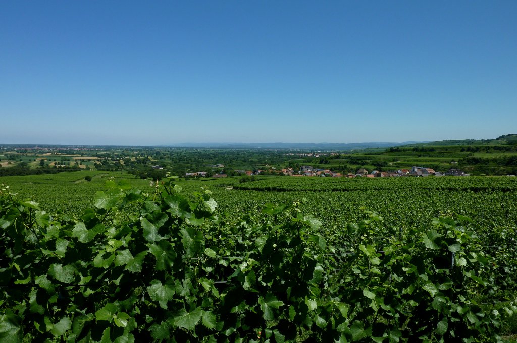 Kaiserstuhl, Blick ber den Weinort Leiselheim in die nrdliche Rheinebene, Juni 2011