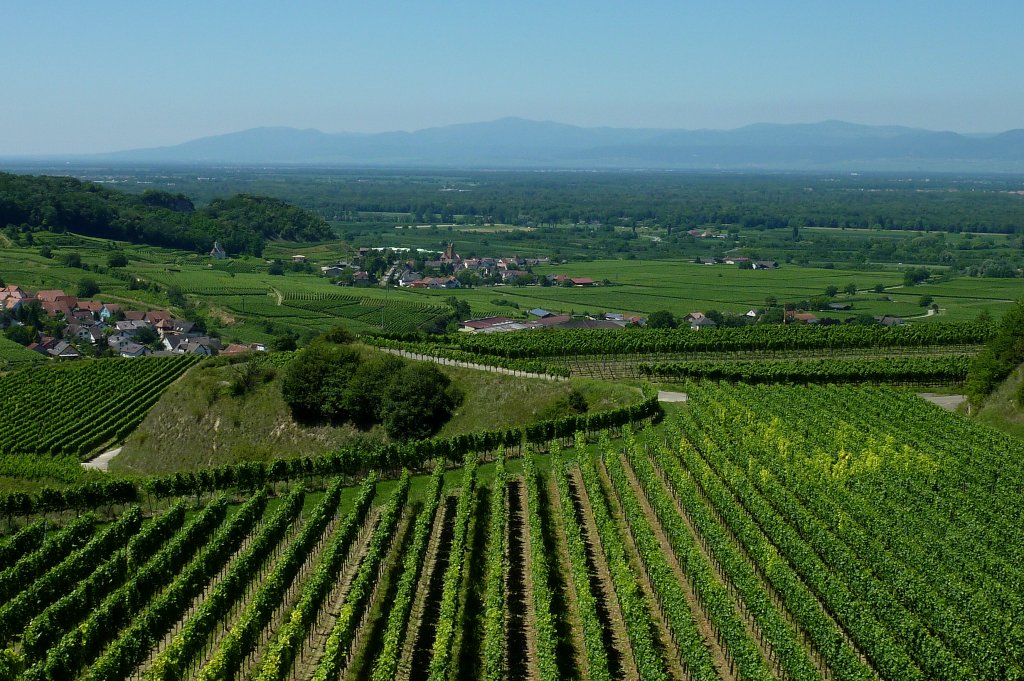 Kaiserstuhl, Blick von der  Mondhalde  auf Niederrotweil, die Rheinebene und die Vogesen im Hintergrund, Juni 2011