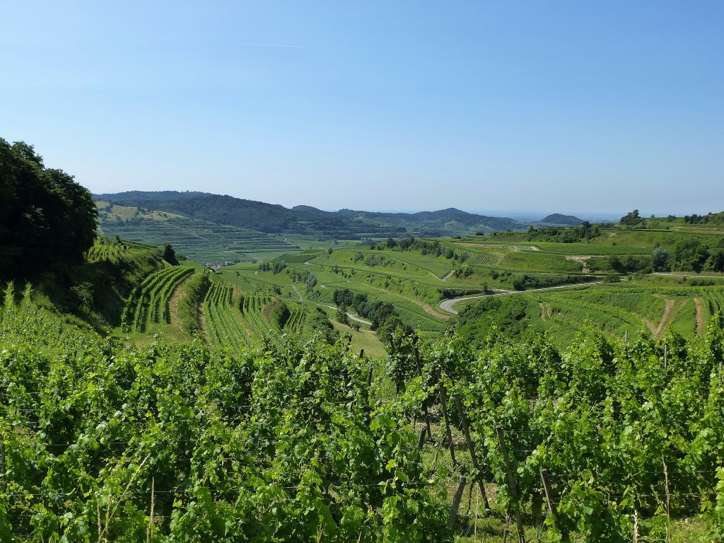 Kaiserstuhl, Blick Richtung Oberbergen, Aug.2013