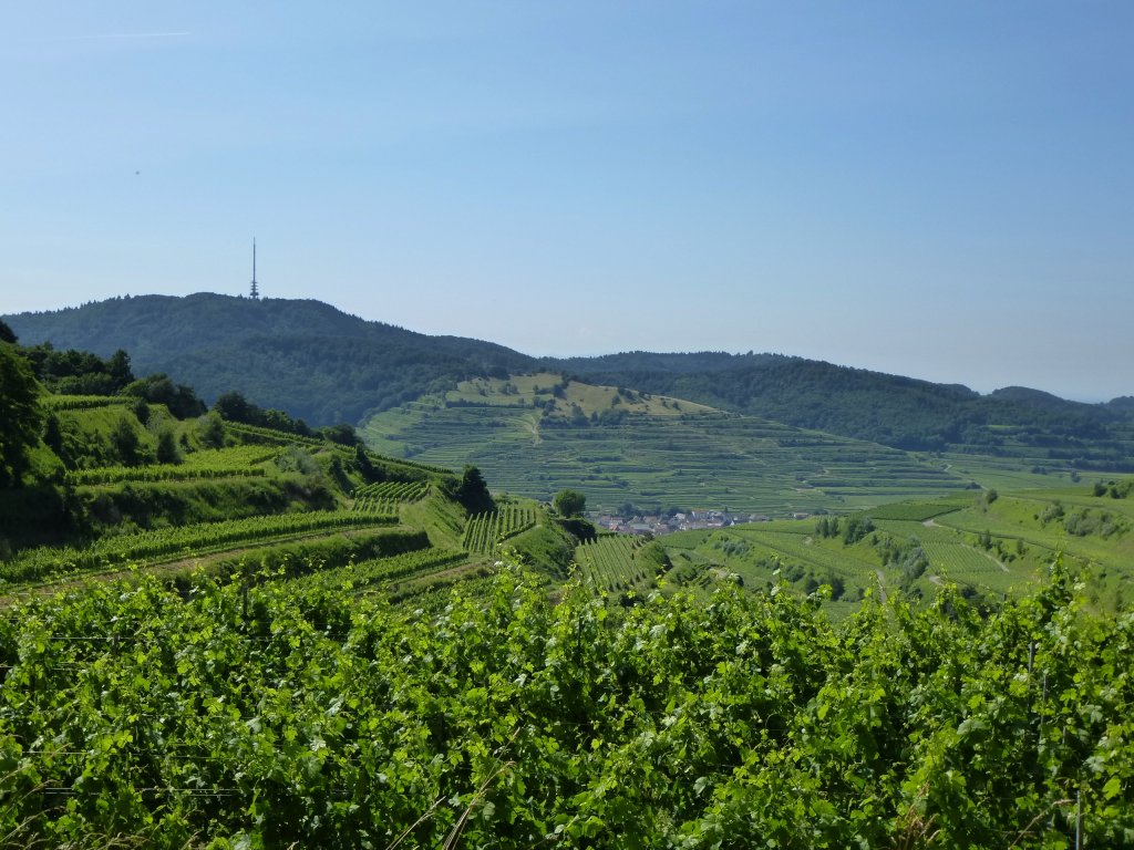 Kaiserstuhl, Blick zum 557m hohen Totenkopf, Aug.2013