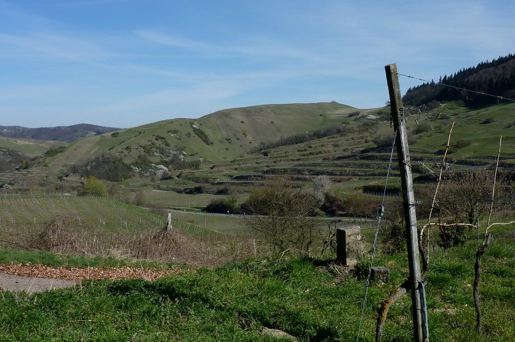 Kaiserstuhl, Blick zum Naturschutzgebiet am Badberg, Mrz 2012