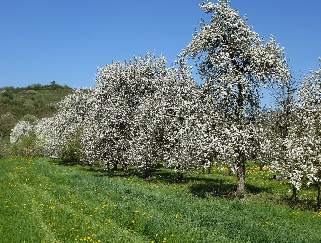 Kaiserstuhl, blhende Birnbume bei Ihringen, 24.April 2013