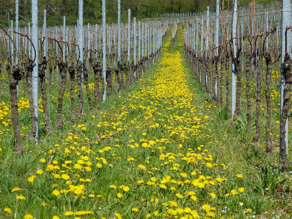 Kaiserstuhl, blhender Lwenzahn in den Weinbergen, 24.April 2013