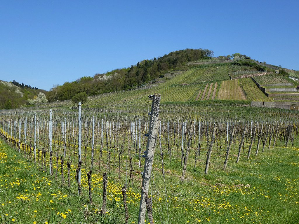 Kaiserstuhl, Weinberge bei Achkarren, April 2013