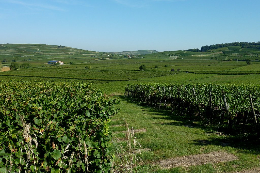 Kaiserstuhl, die Weinberge im nord-westlichen Teil bei Burkheim, Sept.2012