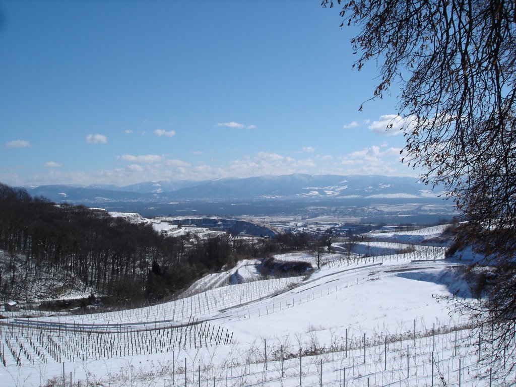 Kaiserstuhl-Winter 2005,
Blick vom Vogelsangpass zum Schwarzwald,