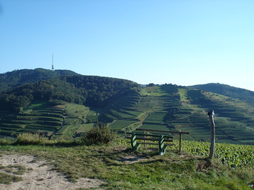 Kaiserstuhl/Baden,
oberhalb von Oberbergen, Blick zum Totenkopf,
Aug.2008