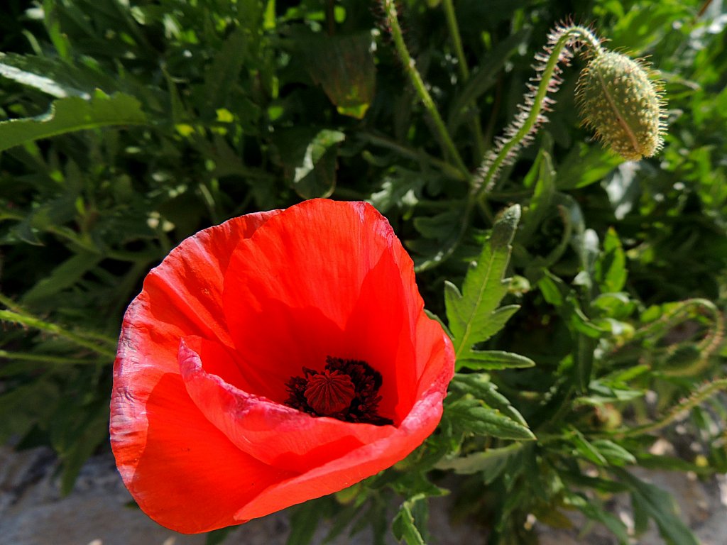 Klatschmohn in voller Pracht; 130425