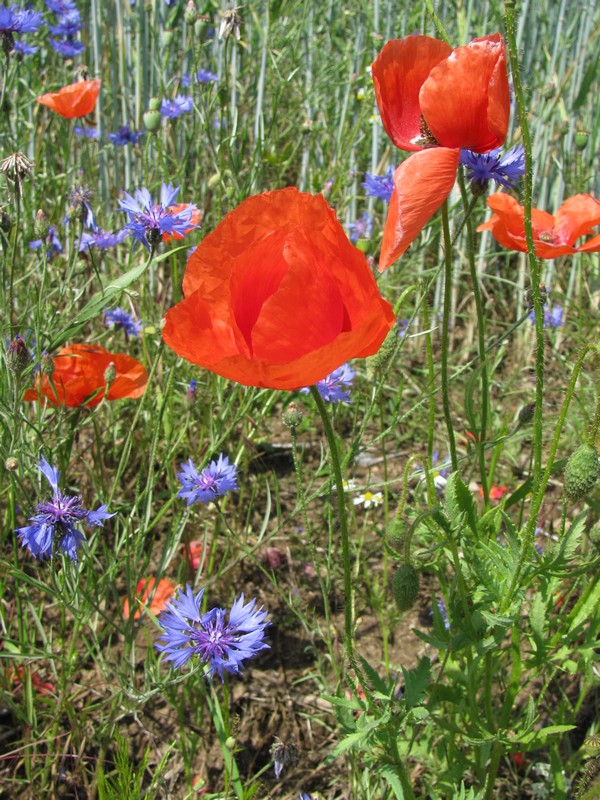 Klattschmohn und Kornblumen in einem Kornfeld an der Strae von  Roggentorf nach Tramm (NWM), 10.06.2011