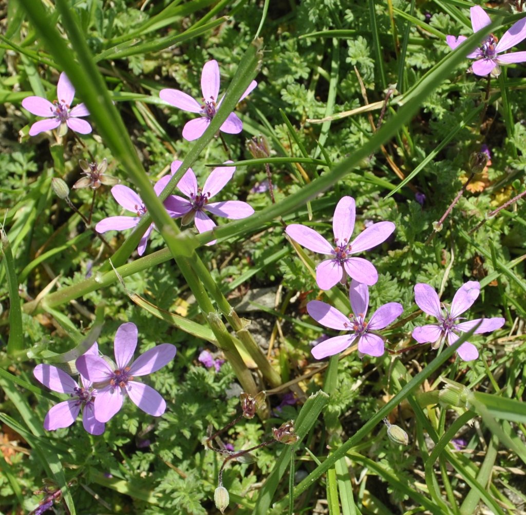 Kleine Bltten auf einer Wiese in Lehrte, foto wurde gemacht am 30.04.2011.