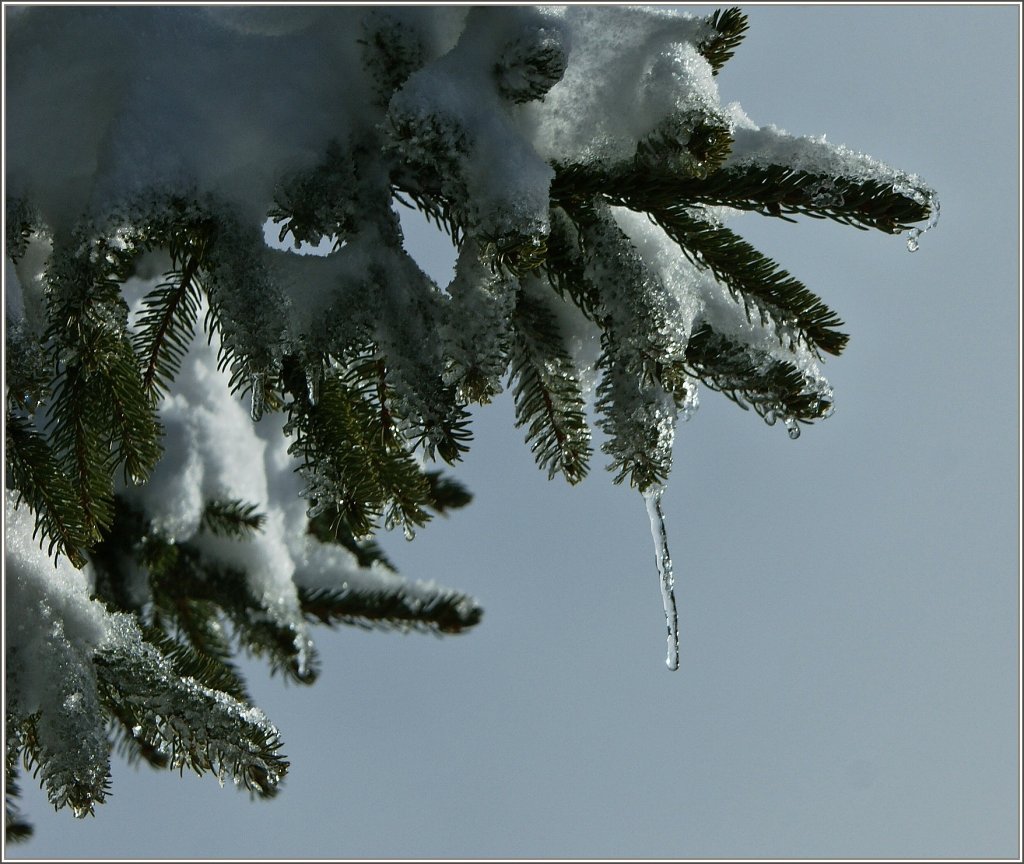 Kleine Eiszapfen und Schnee auf einem Tannenzweig.
(19.11.2012)