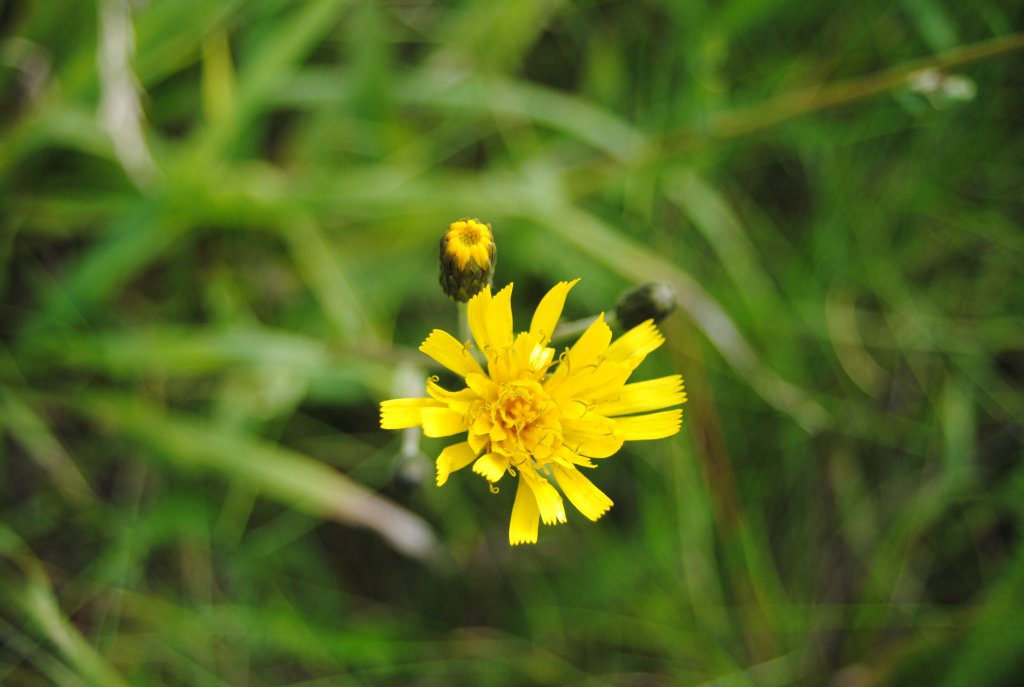 Kleine Gelbe Blume auf einer Wiese, am 13.08.2010.