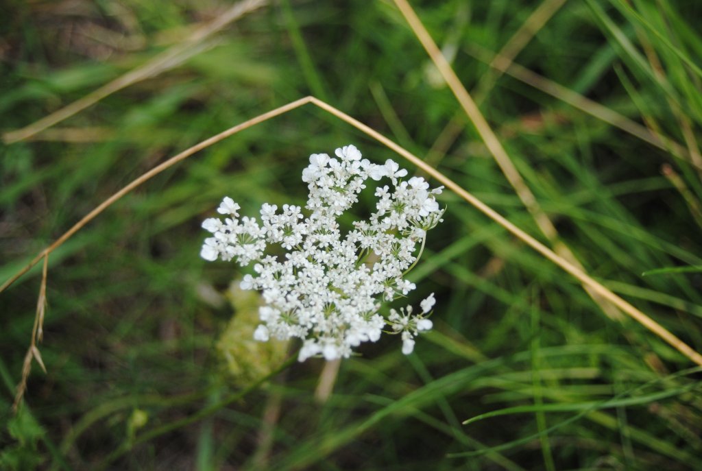 Kleine weie Blume, auf einer Wiese in Lehrte, am 13.03.2010.