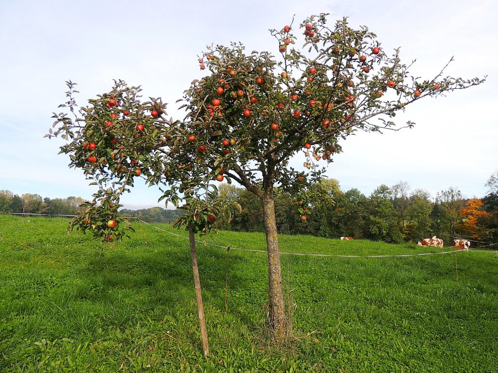 Kleiner Apfelbaum trgt mchtig schmackhafte Frchte, soda eine Untersttzung der ste erforderlich ist; 121019