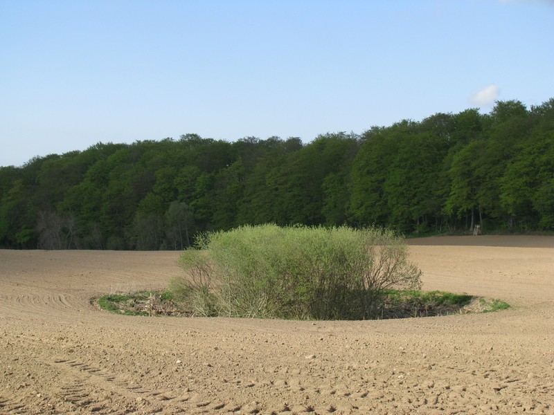 kleines Soll westlich von Gro Hundorf (NWM) an der Strae von Gro Hundorf nach Kchelstorf [Mai 2010]