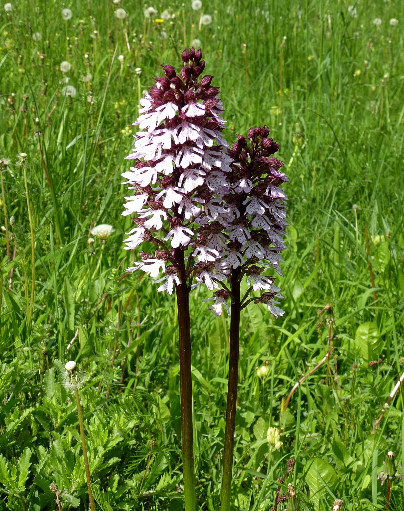 Knabenkraut, gehrt zu den heimischen Orchideen (Orchis ustulata), gesehen in den Vogesen, Mai 2013