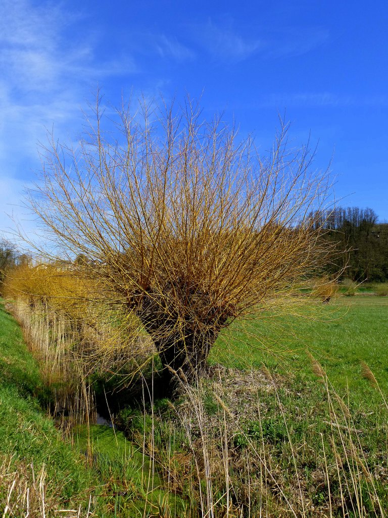 Kopfweide mit jungen Trieben in der Rheinebene, April 2013