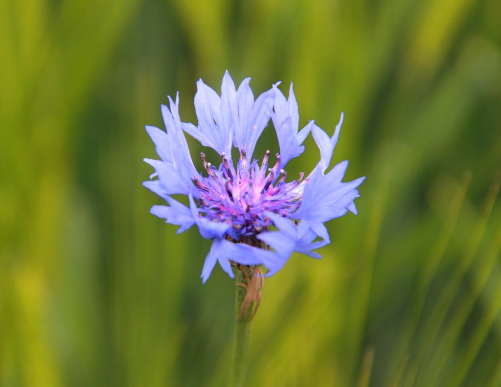 Kornblume bei Horb am 04.06.2013.