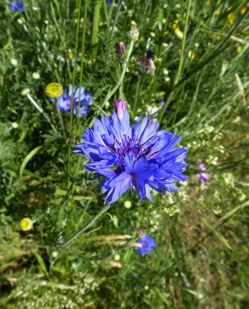 Kornblume, oft an Rndern von Getreidefeldern, seit 1968 die Nationalblume Estlands, Juni 2013