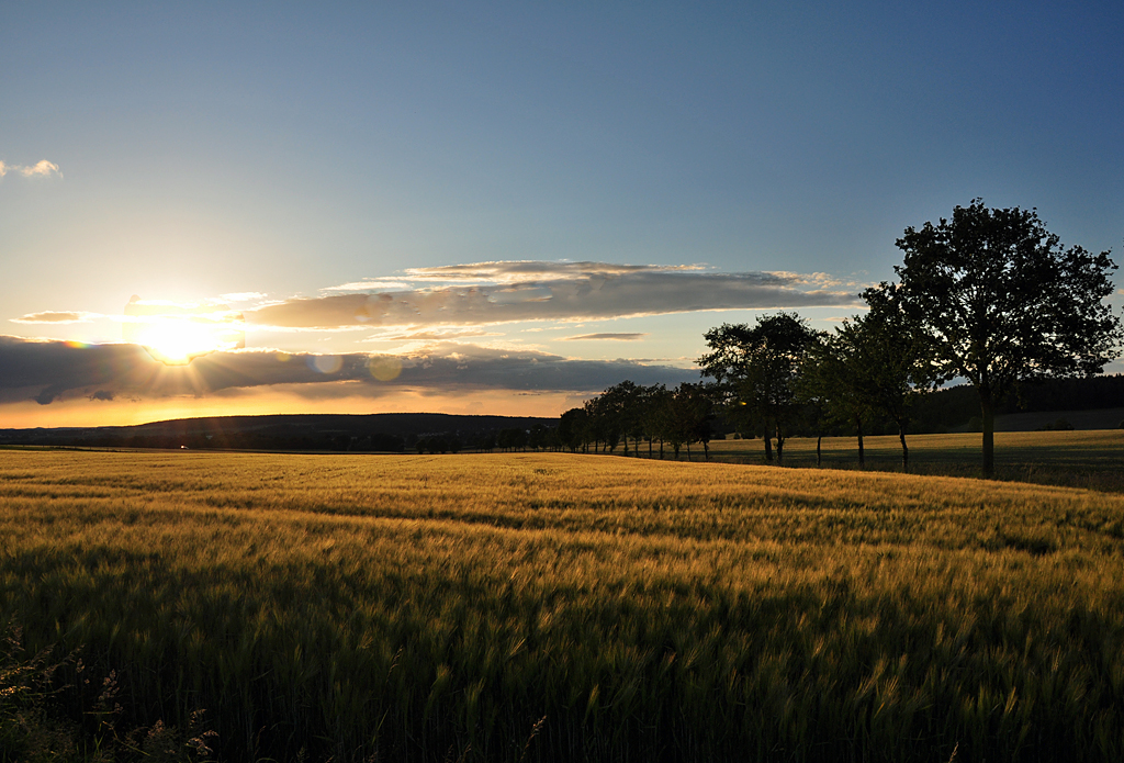 Kornfeld und Bume im milden Abendlicht der untergehenden Sonne an der Steinbachtalsperre  - 08.06.2012