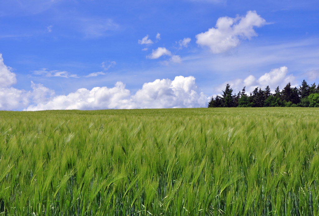 Kornfeld und Wolken in der Eifel bei Mechernich - 18.05.2011