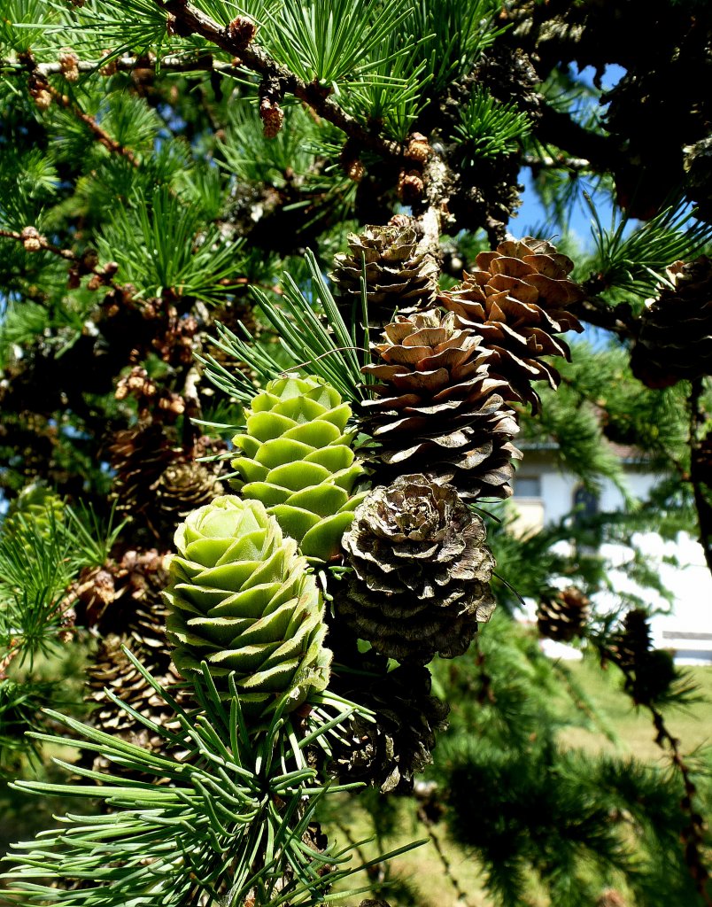 Lrche, junge und alte Zapfen, war Baum des Jahres 2012 in Deutschland, juli 2013