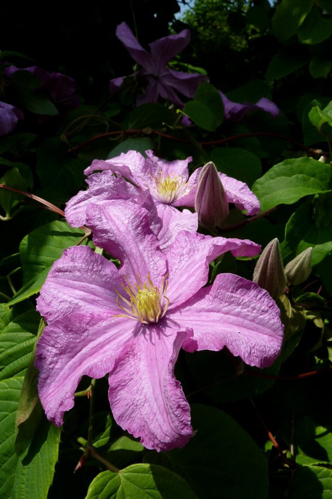 Landhaus Ettenbhl, blhende Waldrebe (Clematis), Juni 2012