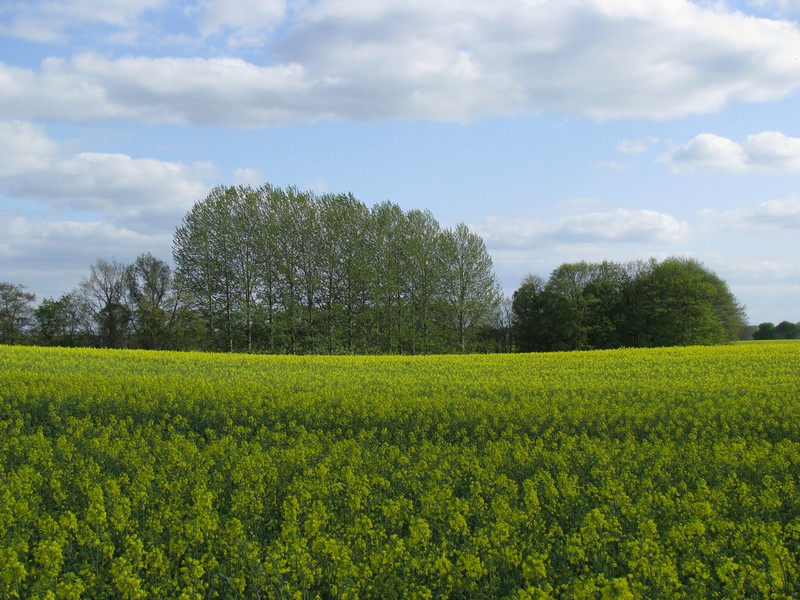 Landschaft am Kiebitzmoor (Grevesmhlen, OT Grenzhausen (NWM) [Mai 2010]