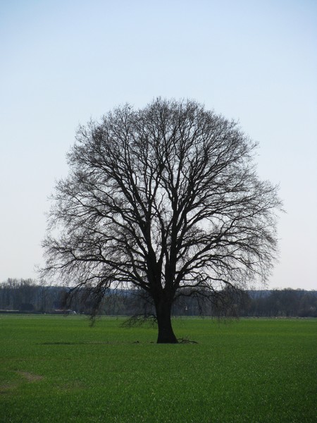 Landschaft an der B 195 bei Niendorf (LG), Niedersachsen, 15.04.2010