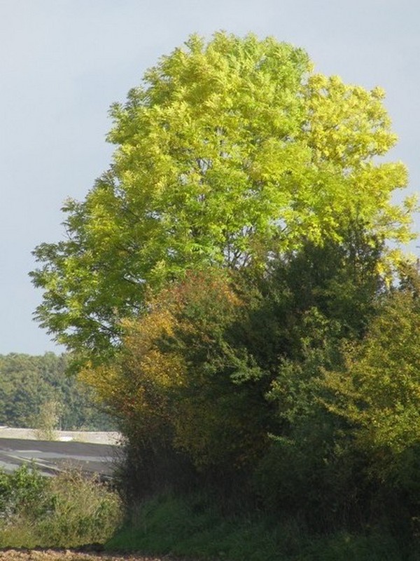 Landschaft an der Kreisstrae (K 17) bei Strohkirchen [NWM], 10.10.2008
