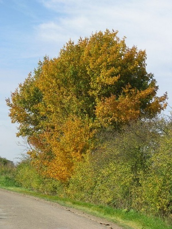 Landschaft an der Kreisstrae (K 17) bei Strohkirchen [NWM], 10.10.2008
