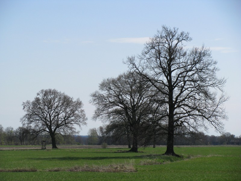 Landschaft bei Niendorf im Landkreis Lneburg (NI) an der B 195 [April 2010]