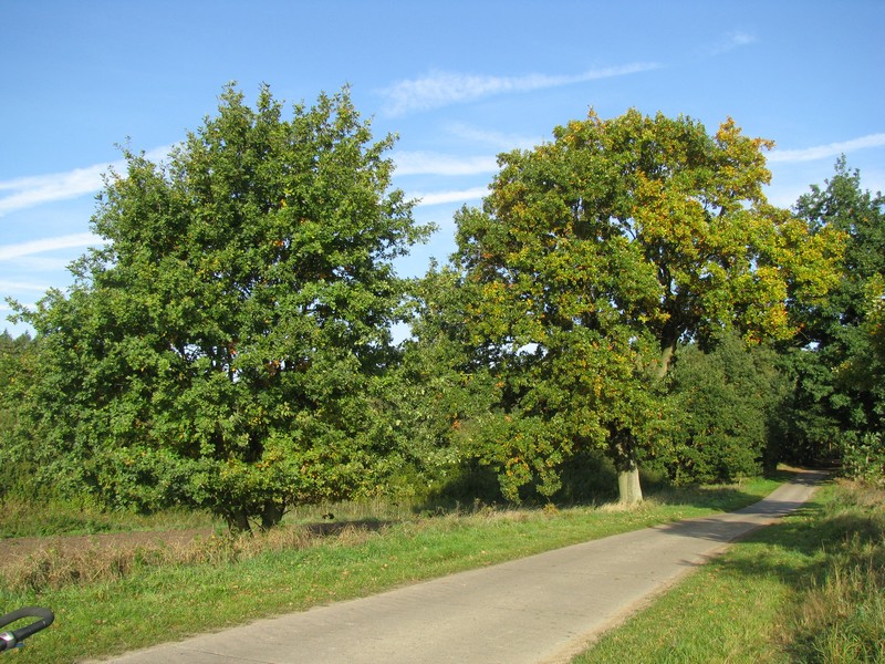 Landschaft bei Wotenitz [NWM] am Weg von Wotenitz nach Questin, 10.10.2008