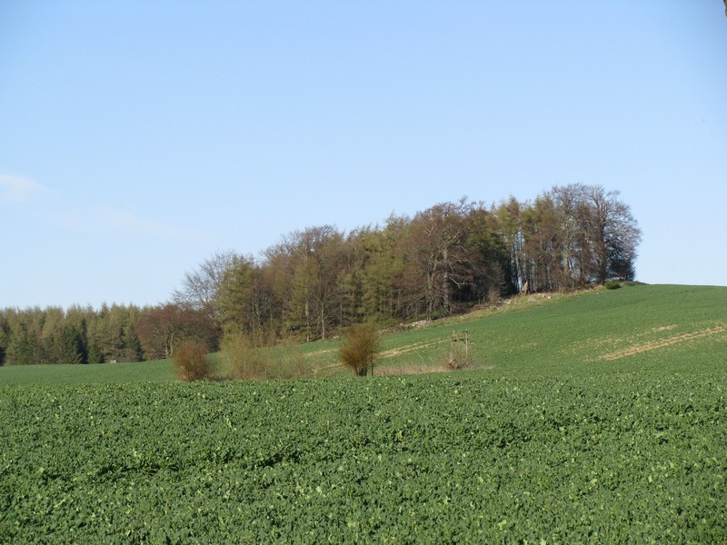 Landschaft n der K 28 bei Gottmannsfrde im Landkreis Nordwestmecklenburg [15.04.2010]