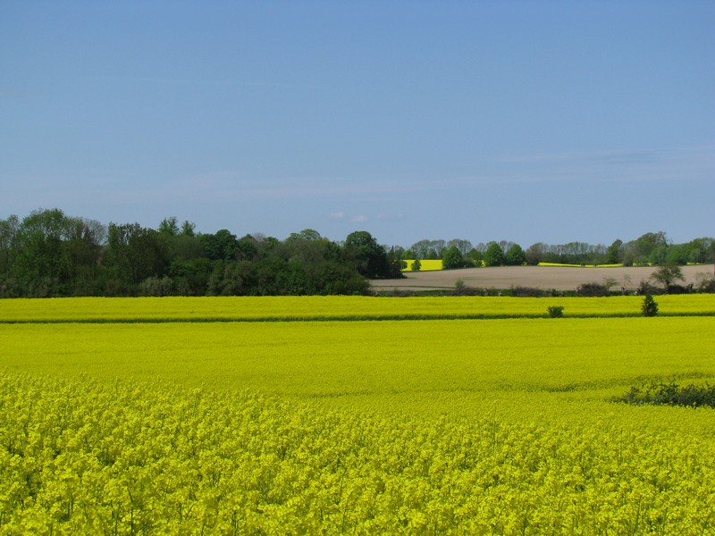 Landschaft nrdlich der B 105 im Landkreis Nordwestmecklenburg, 23.05.2010