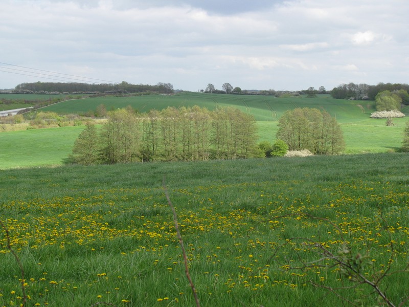 Landschaft westlich von Friedrichshagen (NWM), sdlich der BAB 20, 04.05.2010