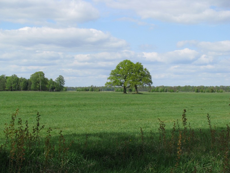 Landschft bei Laave (LG [NS]), 05.05.2010