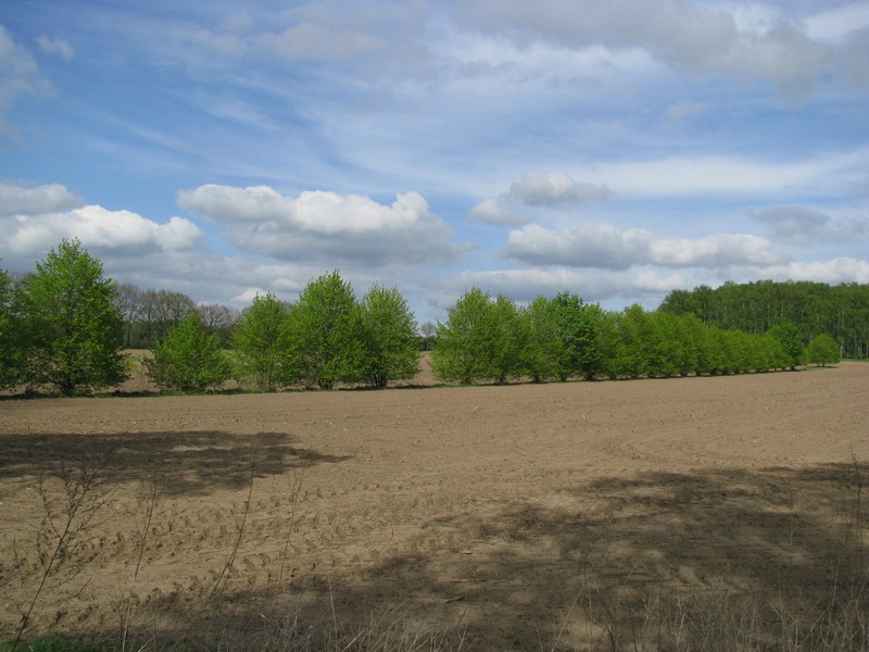 Landschft stlich der L 6 bei Vellahn (LWL), 05.05.2010