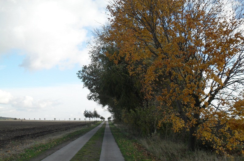 Landwirtschafts- und Fahrradweg. (Stadt Wettin-Lbejn, Oktober 2010)