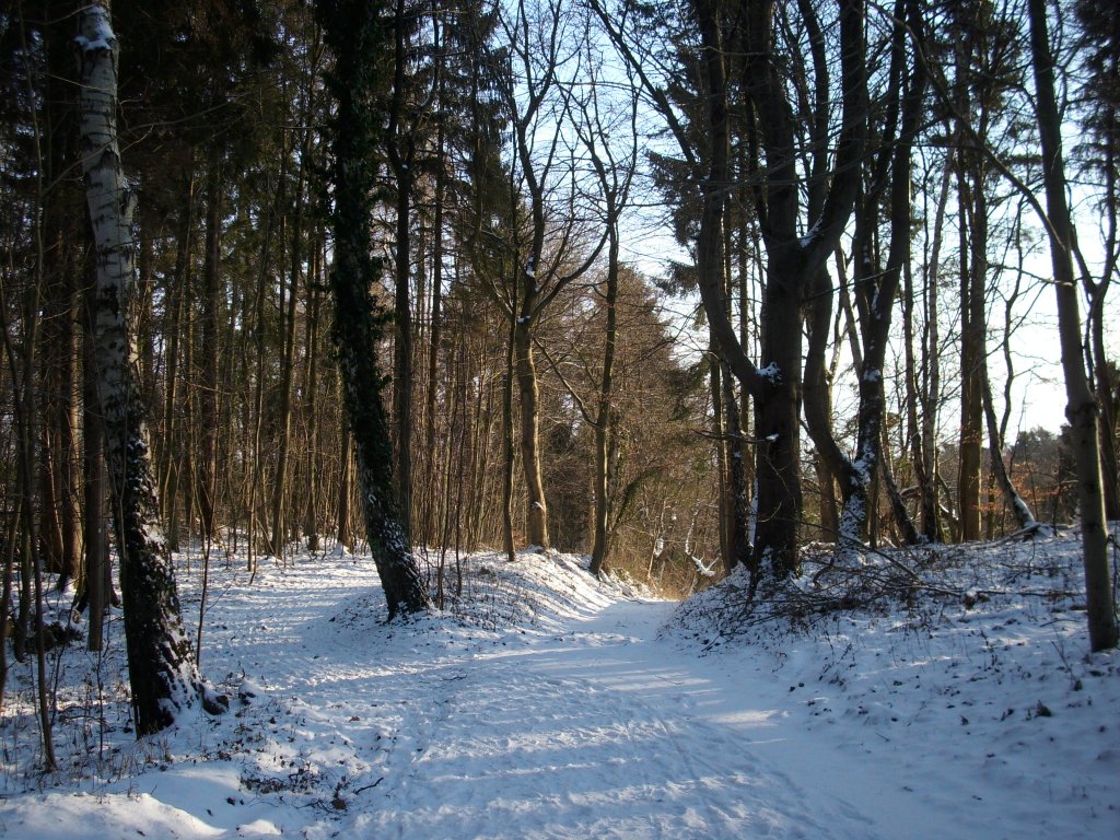 Langsam kammen die ersten Sonnenstrahlen durch den Wald bei Bergen/Rgen Anfang Januar 2010 dennoch kam der Winter wieder zurck.