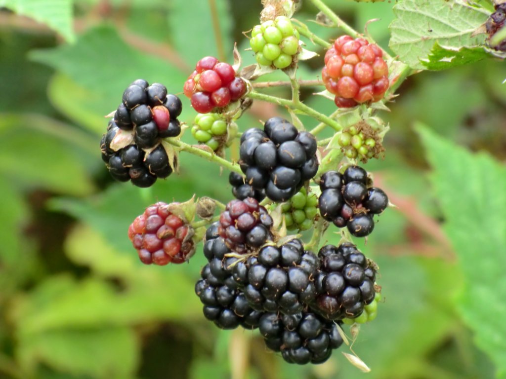 Langsam werden die Brombeeren reif (3.8.10;Kirkel/Saar)