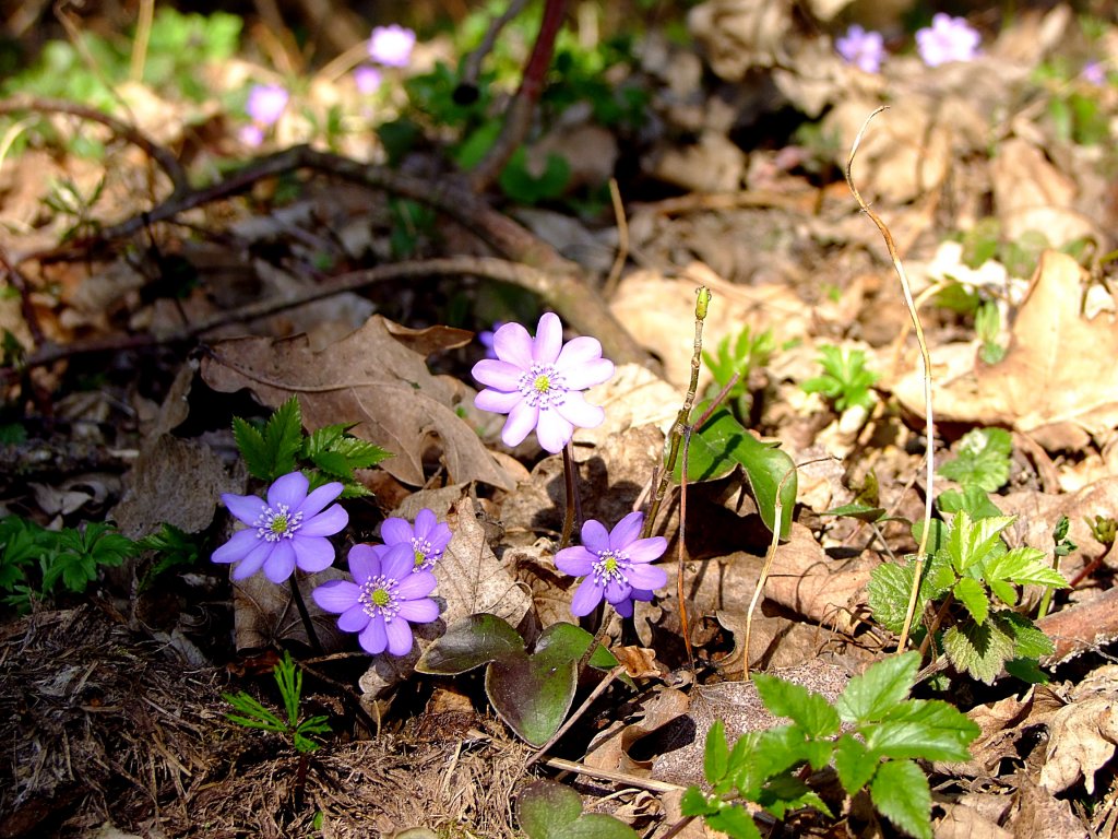 Leberblmchen(Hepatica nobilis) verknden den Einzug des Frhlings; 120318