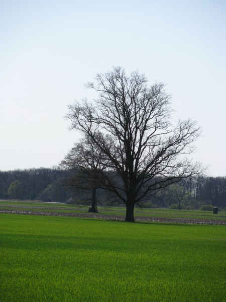 LG; B 195, Landschaft bei Niendorf 15.04.2010