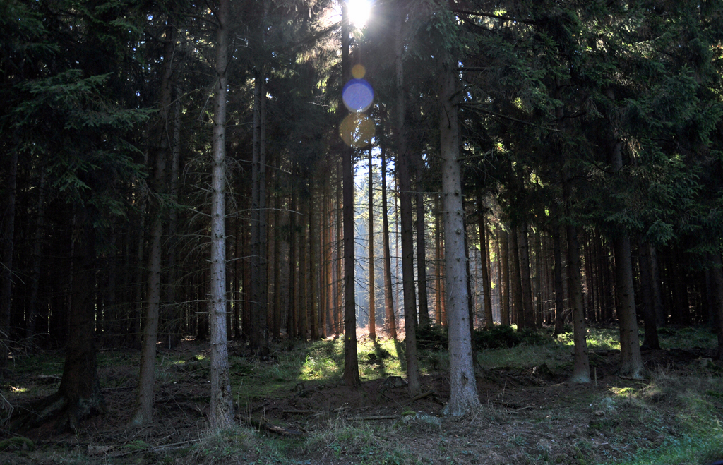 Lichtspiegelung im Eifelwald, Nhe Bad Mnstereifel - 12.10.2010